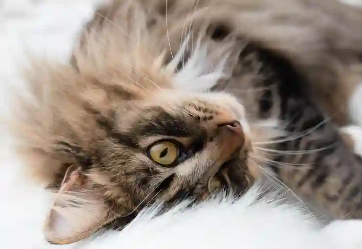 카톡 소리 멍멍 야옹 등 동물 소리로 바꾸기 방법