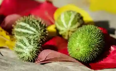 방역패스 격리해제 확인서 발급 유효기간