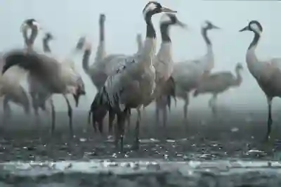 아이폰 중복사진 삭제, 설치 안해도됨