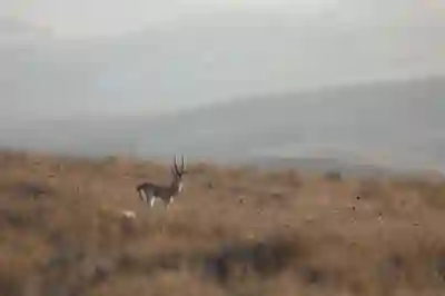 레이니75와 프리플로우 아콘 커스텀키보드 살펴보기