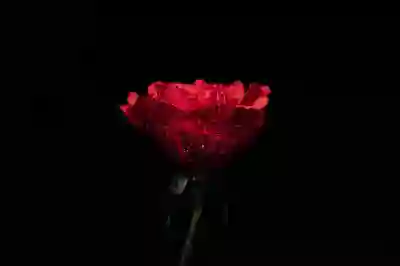 U+ 홈 이전설치 서비스로 이사비용 받는 방법 알아보자