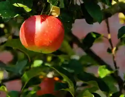 애플 고객센터 활용법과 환불 요청 절차 알아보자